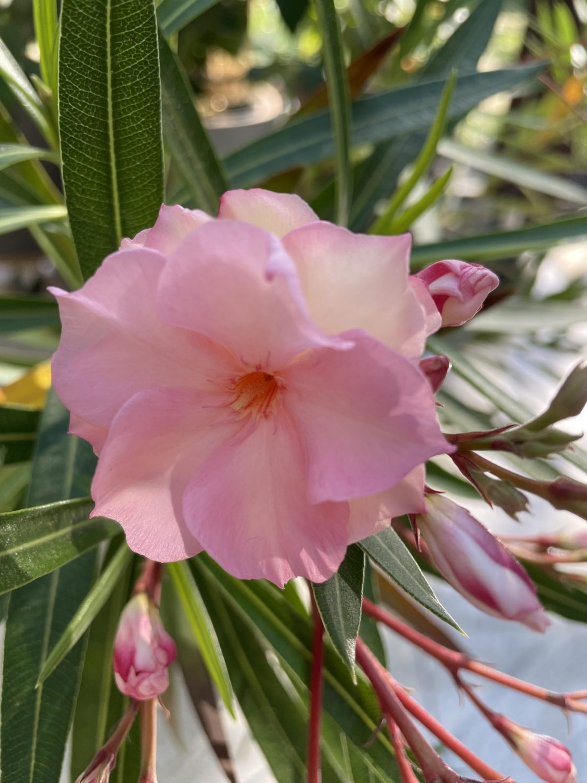 D2446091-175A-46BF-82E3-05E97E5FB930