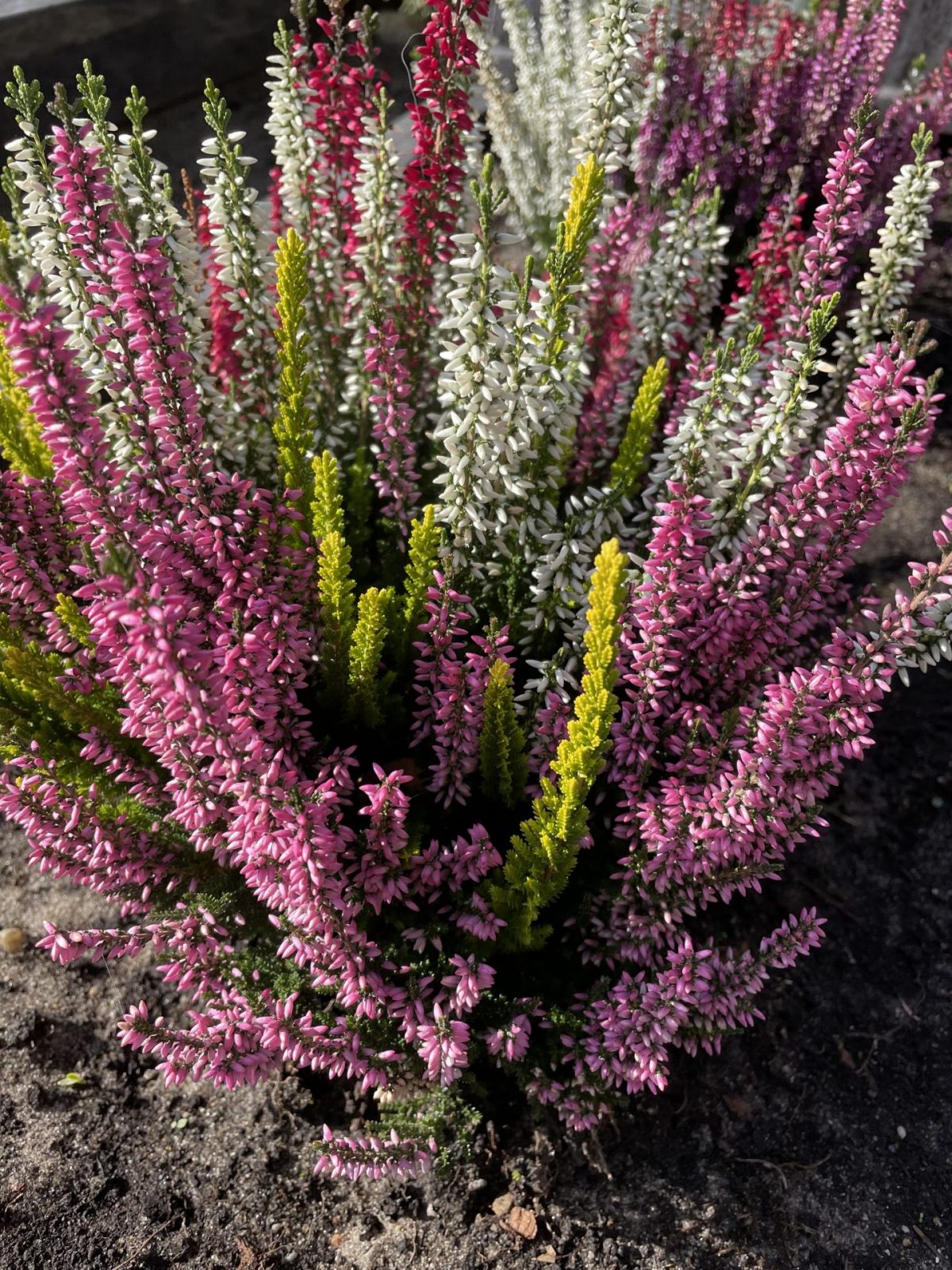 D31221BF-5414-4672-AA62-30496C308193