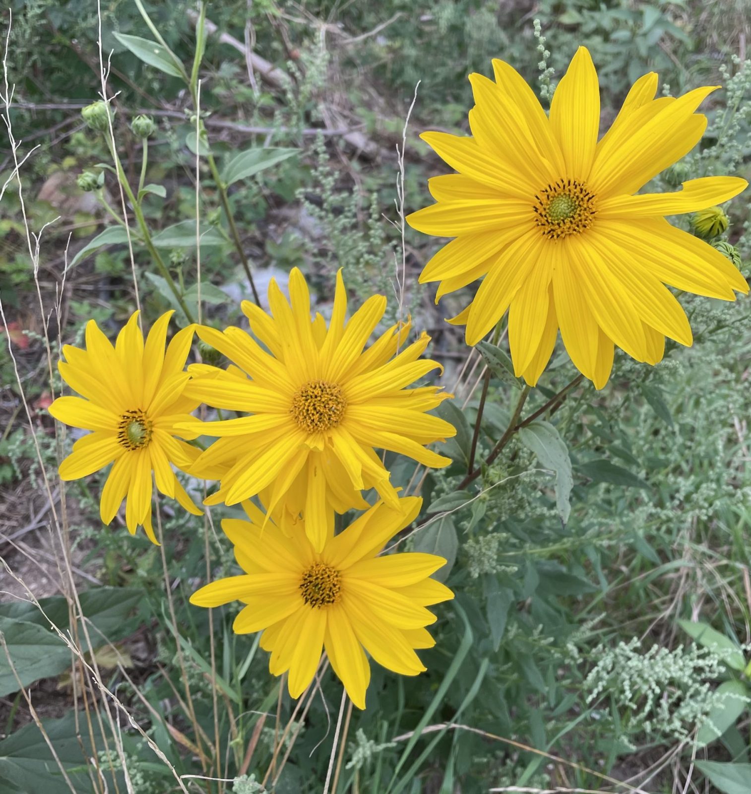 D5258462-2E7D-450B-B31E-1C03FC937F43