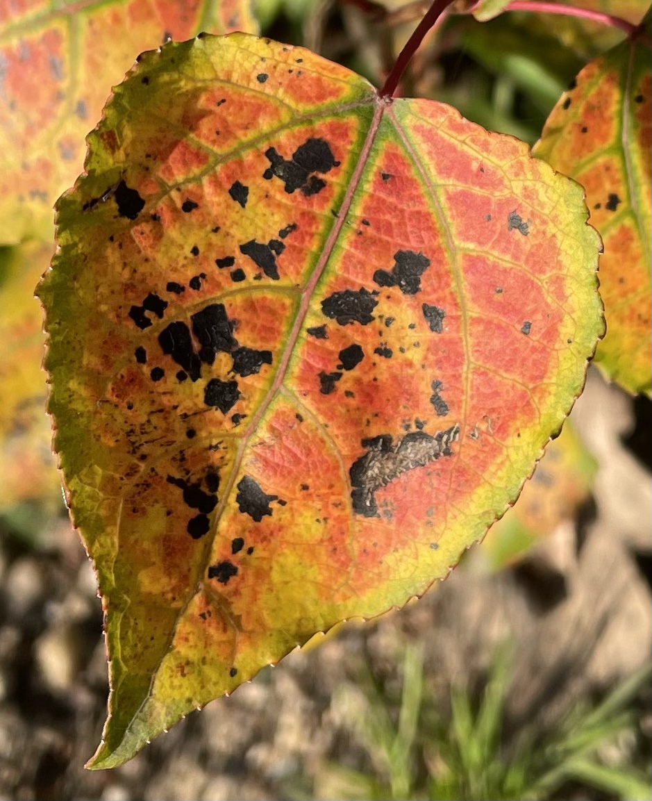 D53AB16E-418A-4A15-B543-0C0EDF14C4CF