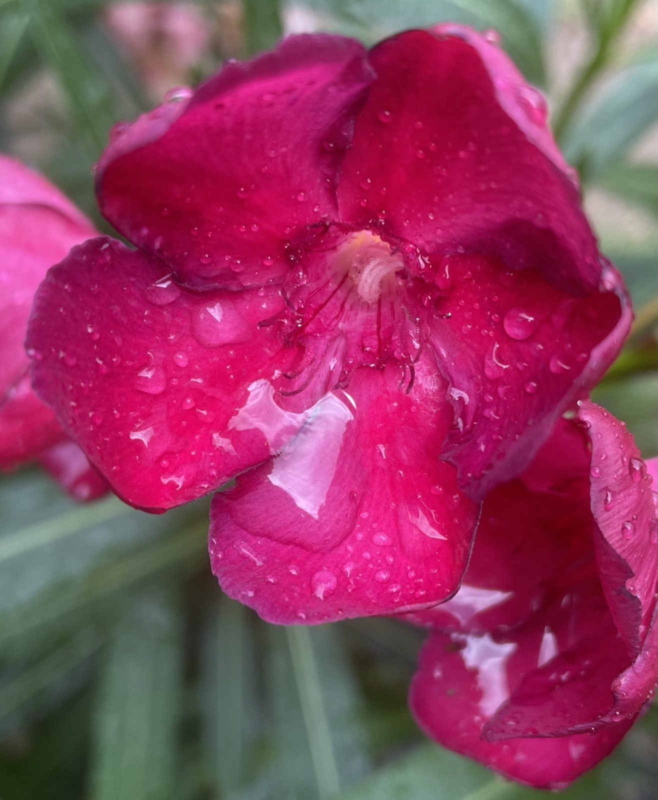 D55890F4-D37E-48E2-B1BB-1A3DC073F2A9