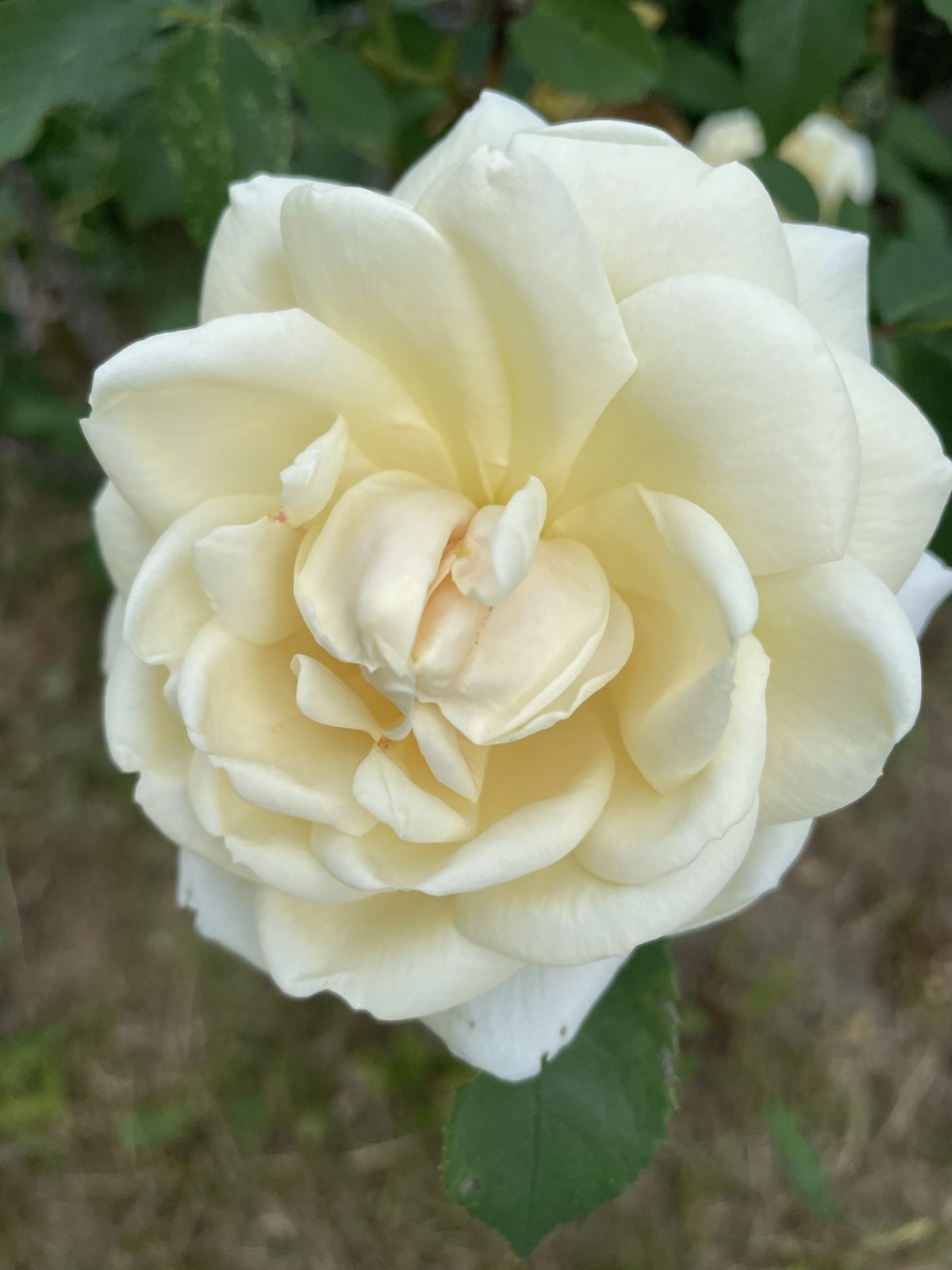 D64B6B4D-766B-4CD6-893F-3C48294591DC