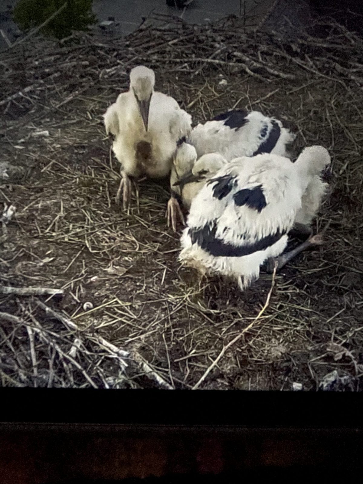 D66DE49C-B05F-47C5-BEE0-03C5E1AE79BB