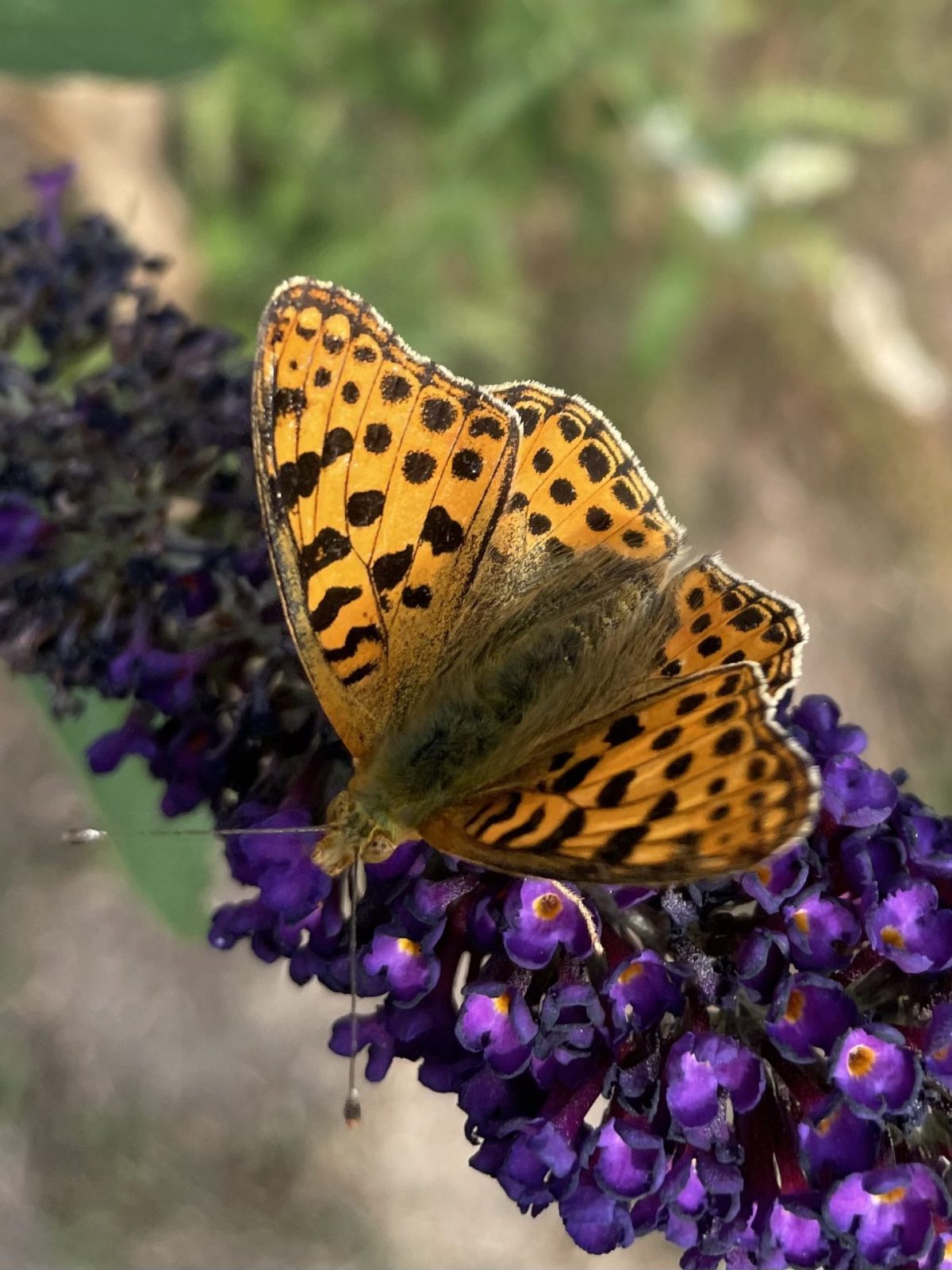 D89A5901-1551-4D38-9A17-290689A75D3F