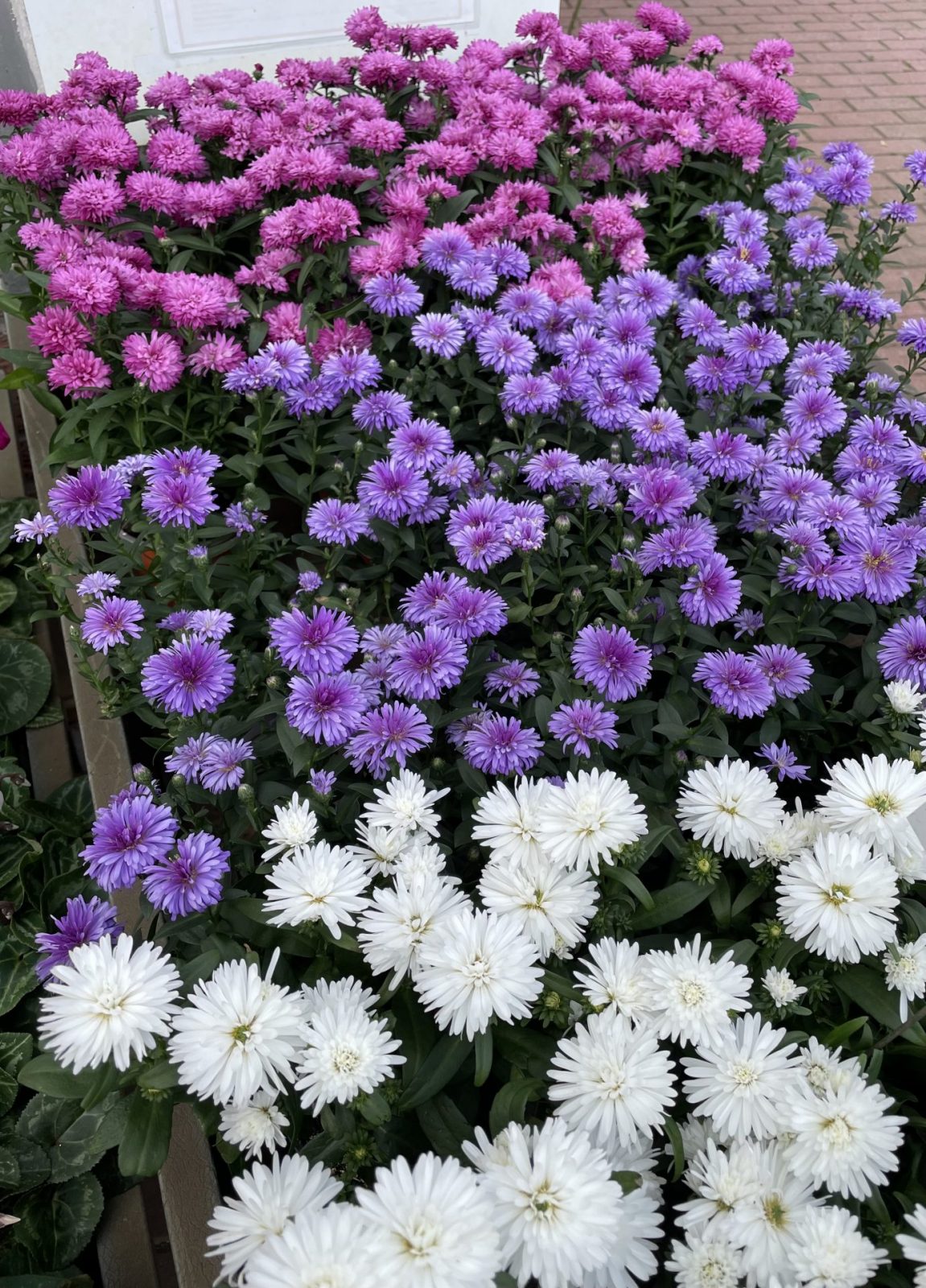 D95E8875-A49B-425A-833B-CA9AE5562A7B