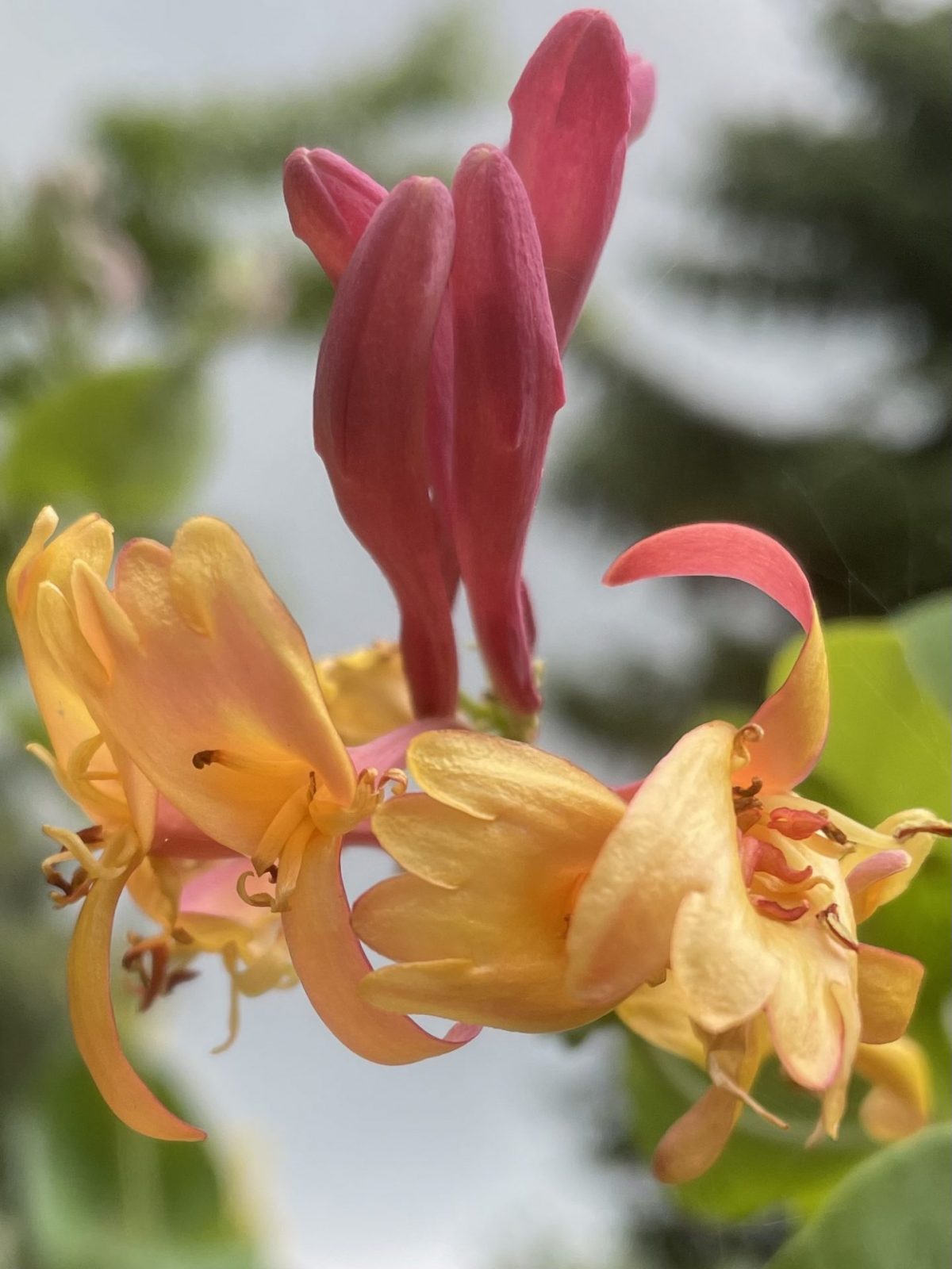 DA01CE0B-CB7A-493E-B41E-1DA5E7CD278A