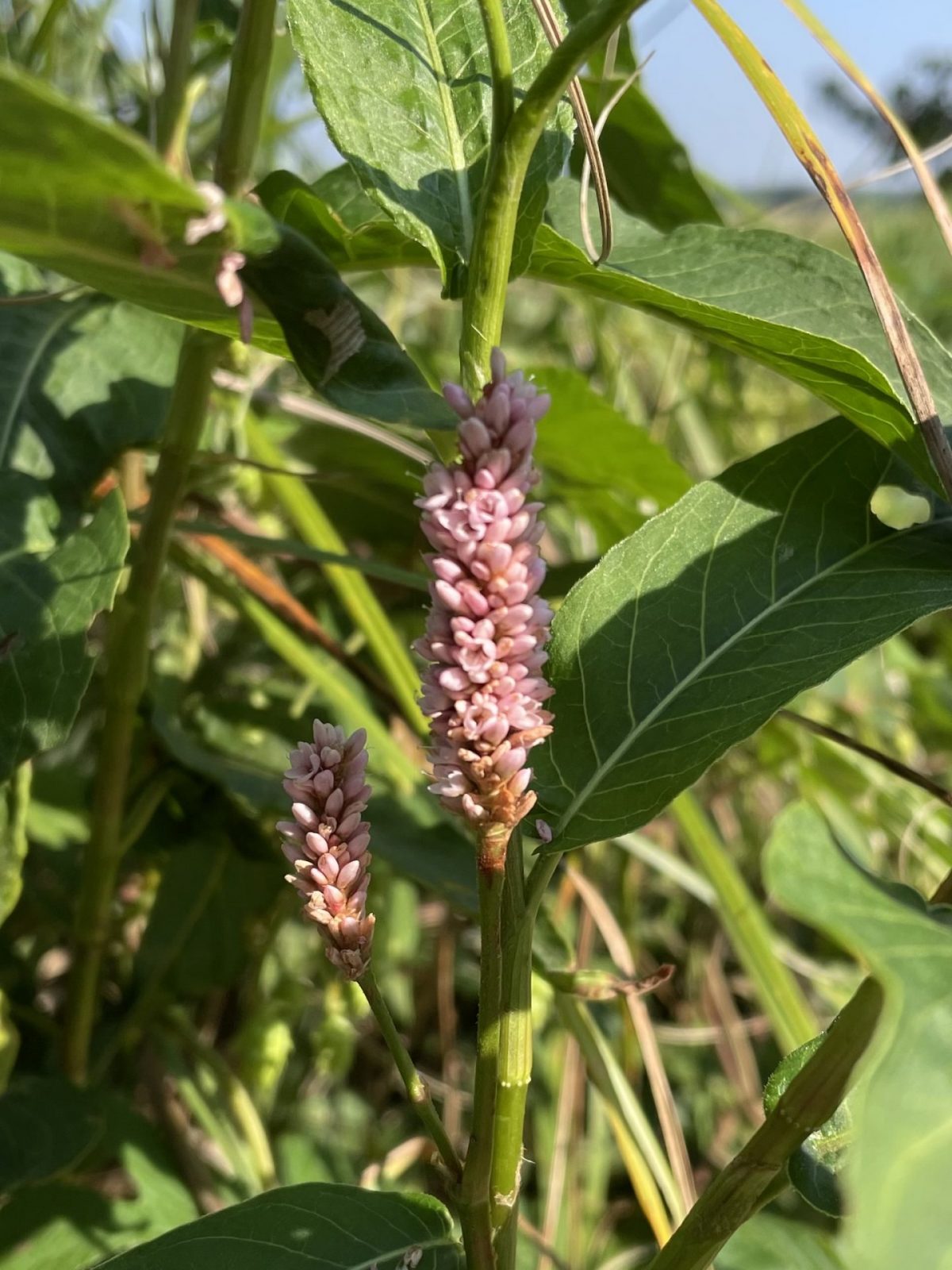 DAC109AB-BF2A-4D7C-8A9C-9F7FA5A3AD57