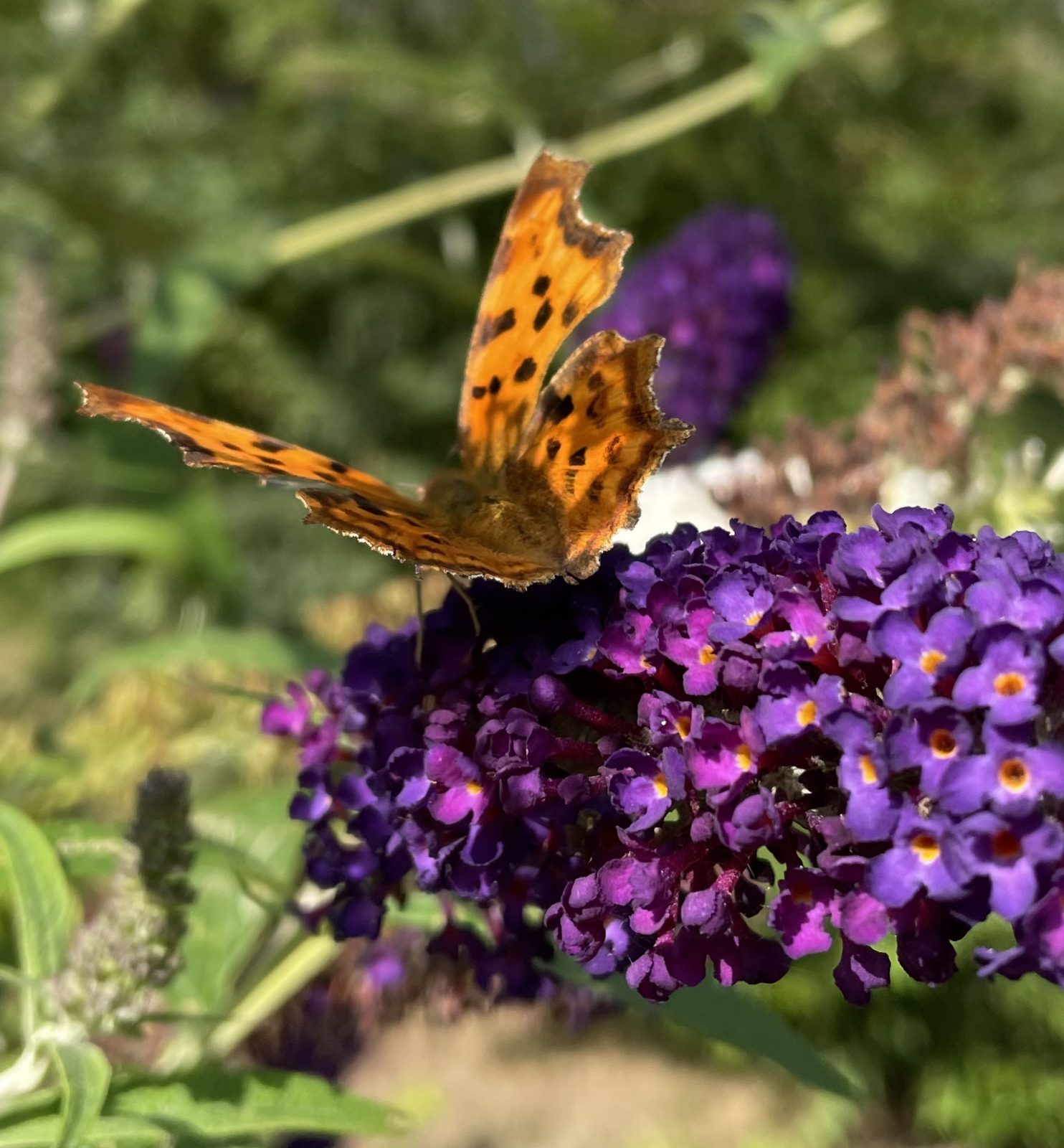 DBC6C90D-842B-4A9F-88C2-BD15B33BD5D0