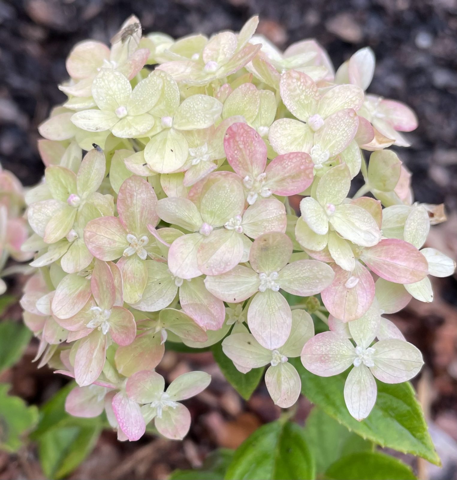 DDF28192-8871-44C8-B1BC-E0B64751ED83