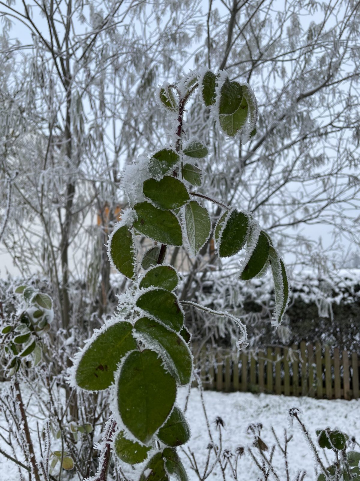 DEA9A37F-E80C-497A-B3F6-A51E8F94438E