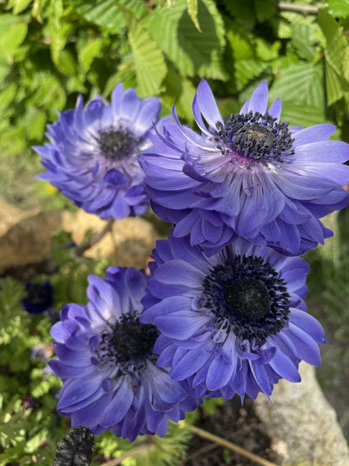 DECECE59-E180-485D-AB46-1393F906B623