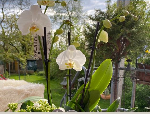 DER MAI IST GEKOMMEN