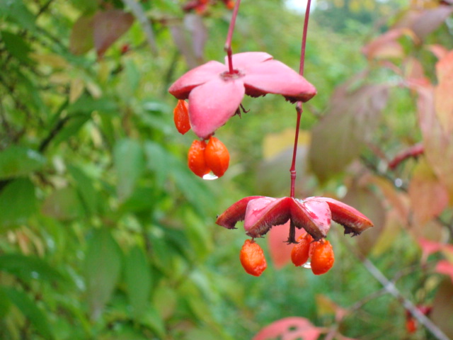 DF2866E8-EC17-4C9C-B694-CB25F59A1954