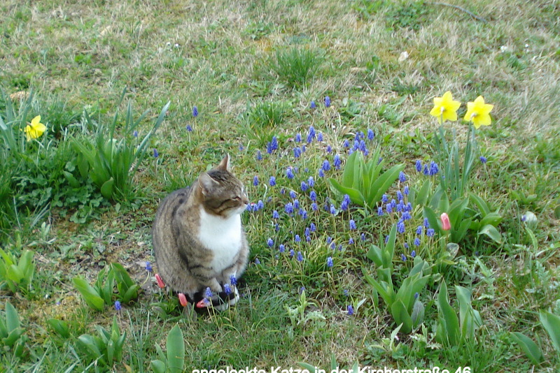 angelockte Katze in der Kircherstraße 46