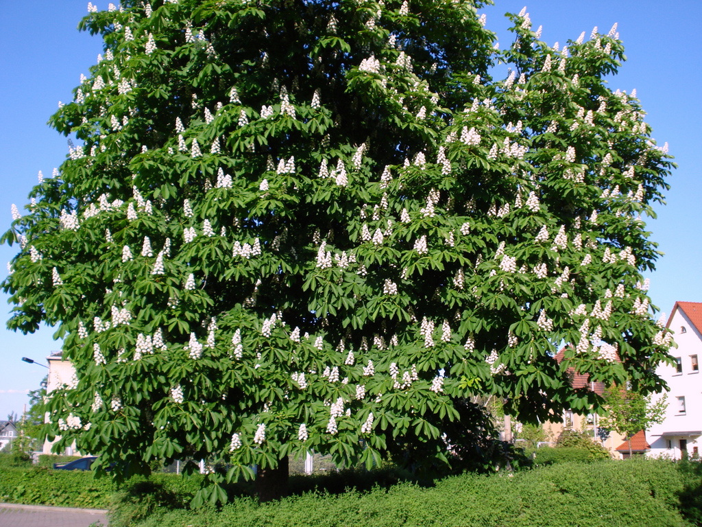 Kastanie am Lidl Parkplatz  11.05.2008
