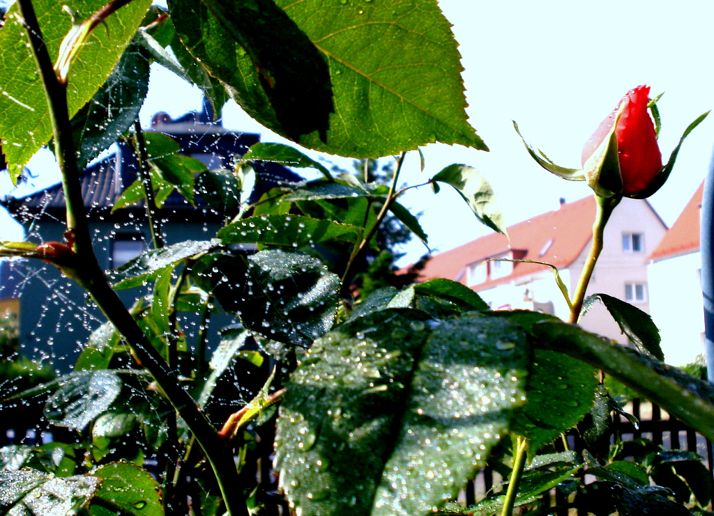 Der Morgen nach dem ersehnten Regen.