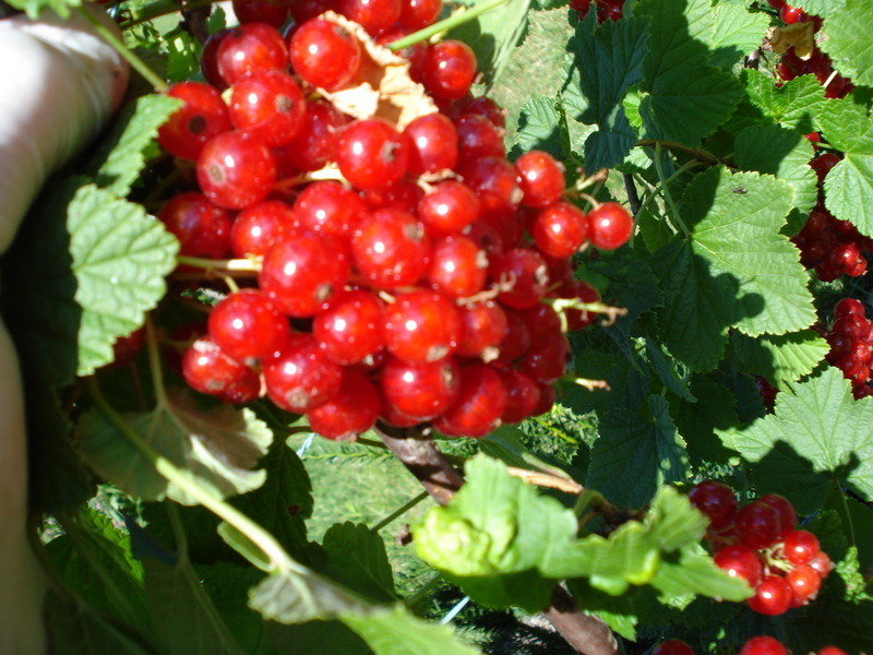 Da freut sich die Gärtnerin.