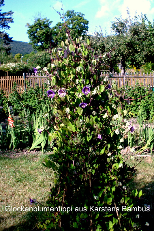 Glockenblumentippi aus Karstens Bambus.