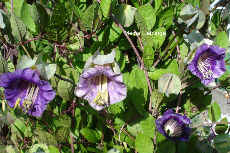 Meine Lieblinge.