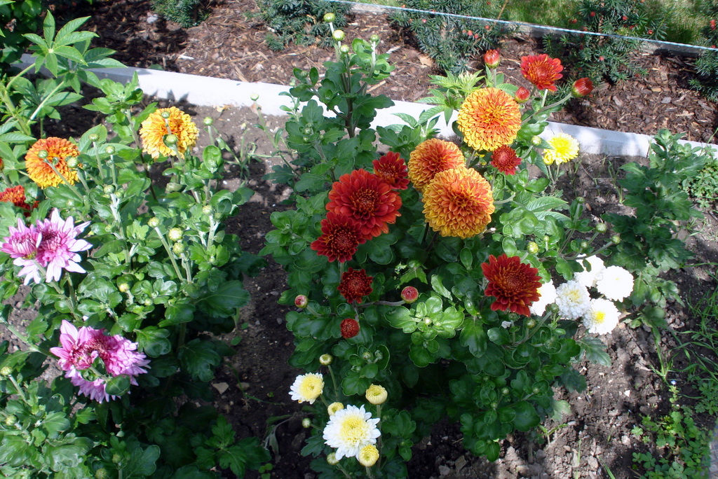 Chrysanthemen - Dahlien