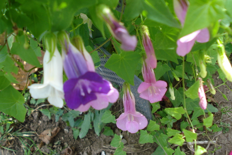 Rankender Fingerhut - Versuch, aus Samentütchen gezogen.