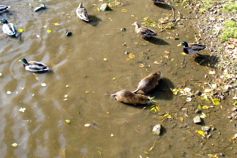Biberratten , auch Nutria genannt.