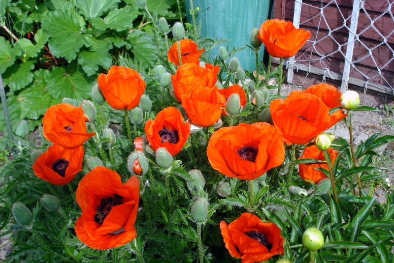 Ein Gruß aus dem Garten.