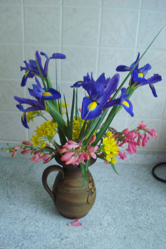 Iris mit Allium und Bartfaden.