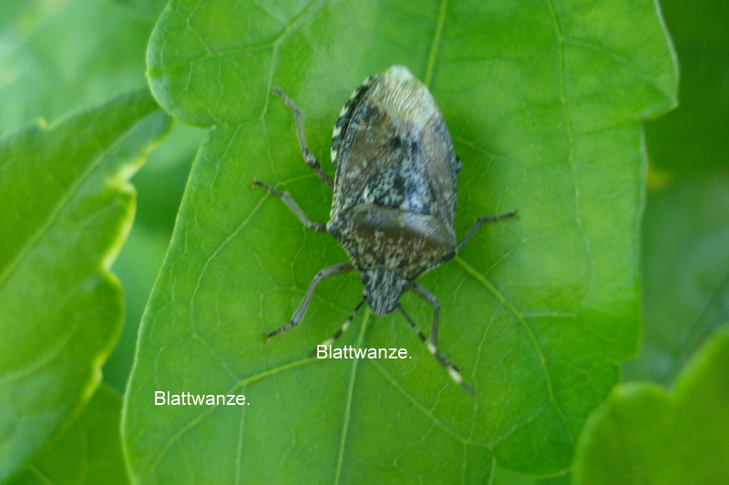 Blattwanze.