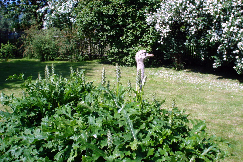 Ein Vogel Strauß  -  im Garten von Körting in Remschütz
