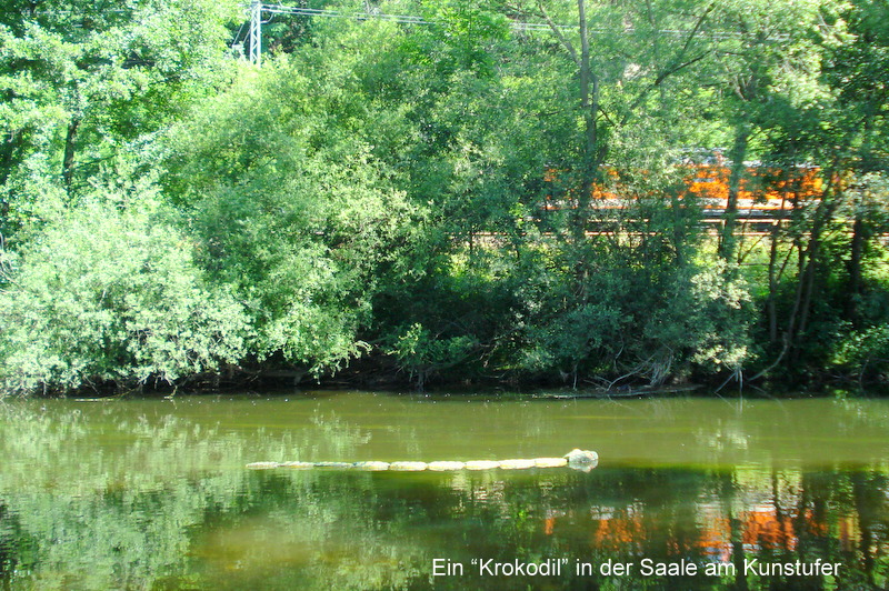 Ein “Krokodil” in der Saale am Kunstufer