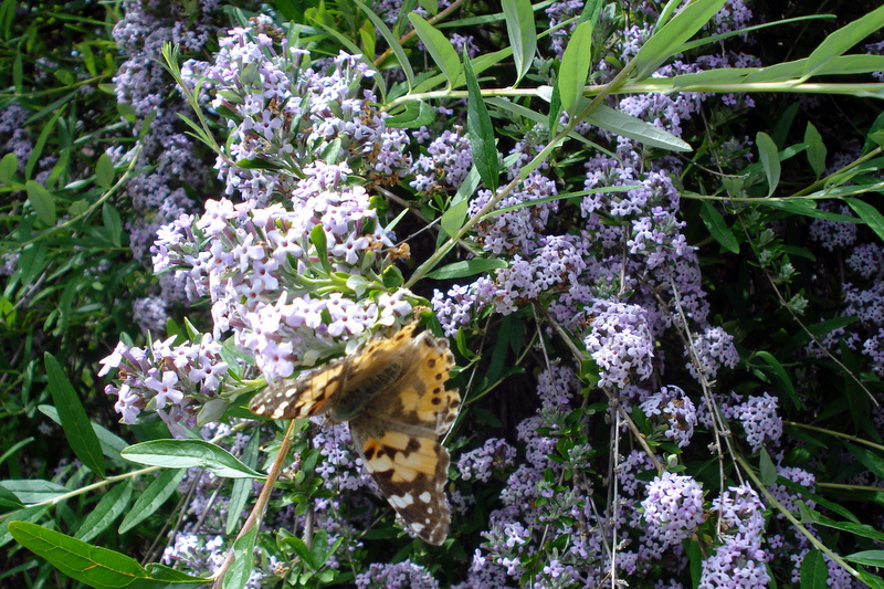 Duftender Strauch, wie heißt er?
