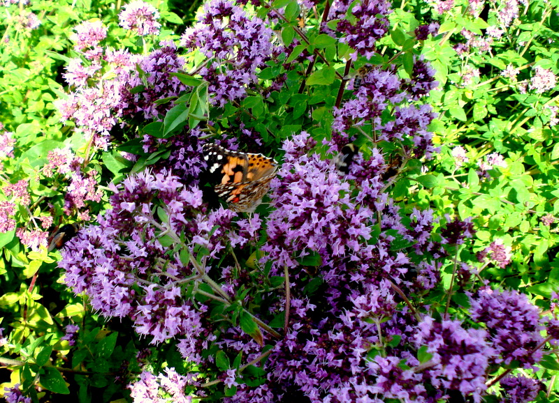 Oregano - bevorzugt besucht von Distelfalter.