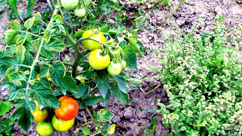 Erste Tomaten und Majoran.