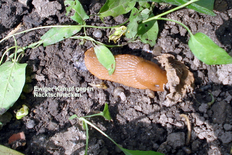 Spanische Wegschnecke - eklig.