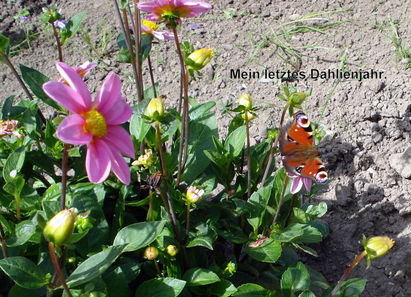 Abschied vom Garten,
