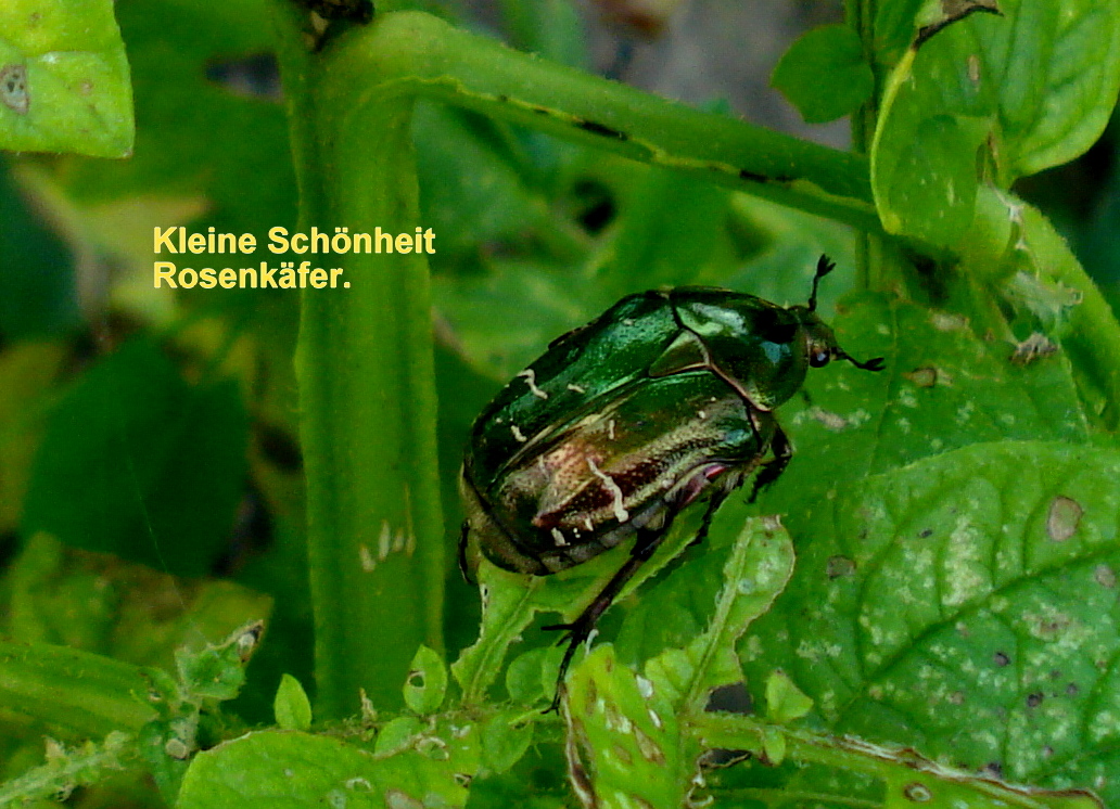 Rosenkäfer auf Kartoffelkraut.