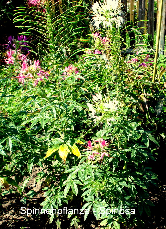 Spinnenpflanze - Spinosa
