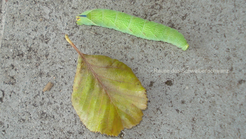 Raupe des Schwalbenschwanz.