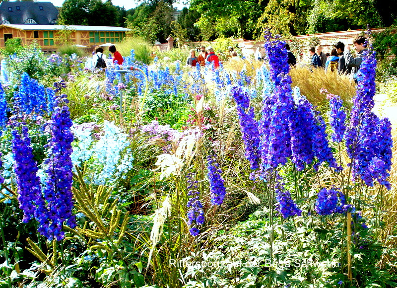 Rittersporn auf der Buga.