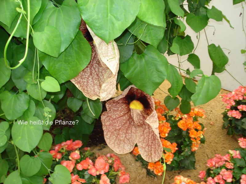 Wie heißt die Pflanze?