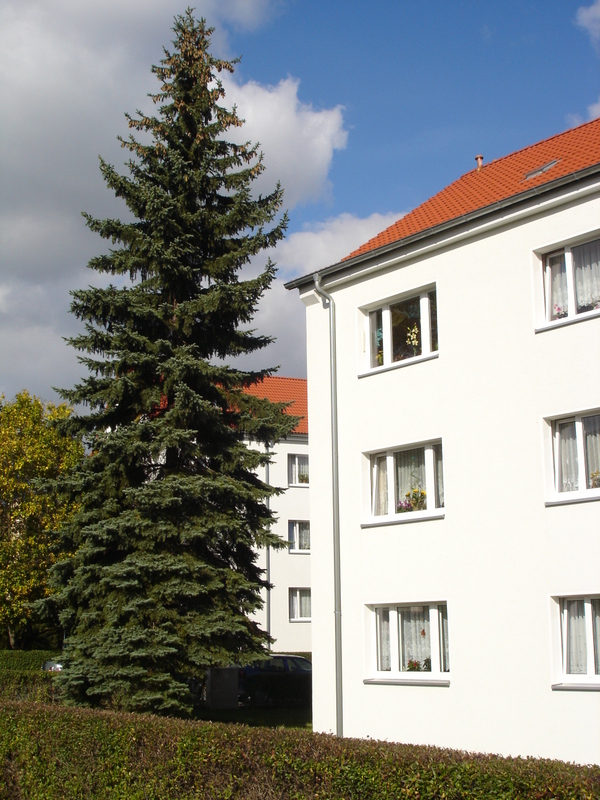 Unsere Wohnung und meine Blaufichte