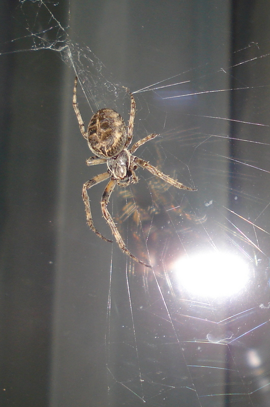 Kreuzspinne an der Scheibe.
