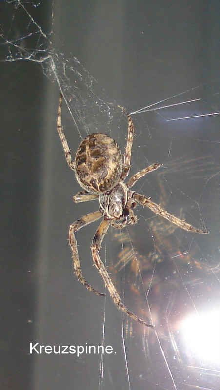 Kreuzspinne an der Scheibe.