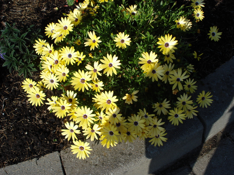 Mittagsblumen im Kübel.