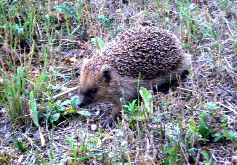 Abendlicher Besuch vor der Wohnung.
