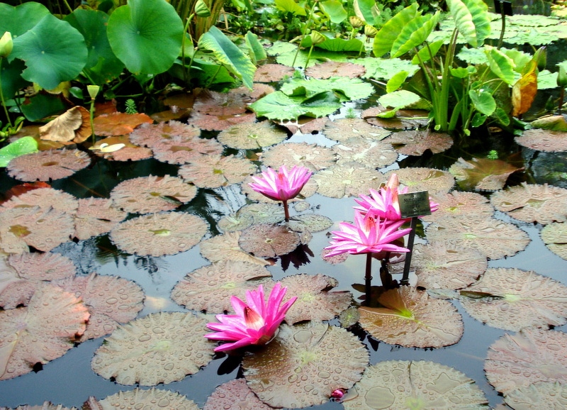 Seerosen bei Regenwetter.