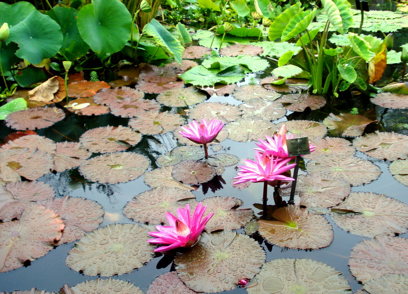 Seerosen bei Regenwetter.