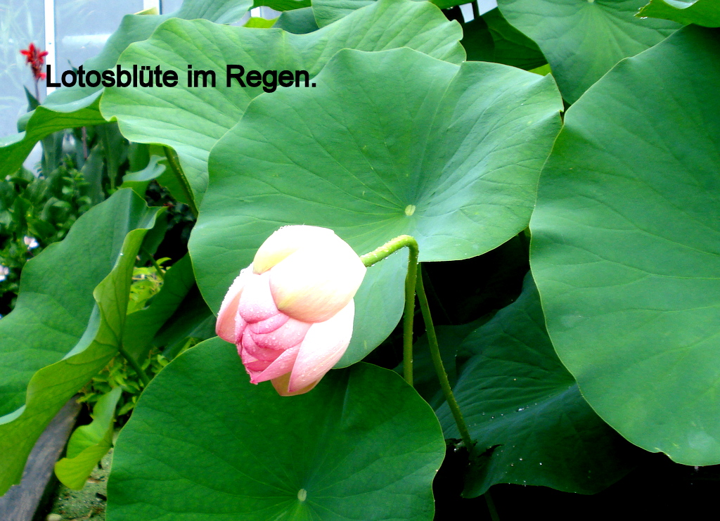 Lotosblüte im Regen.