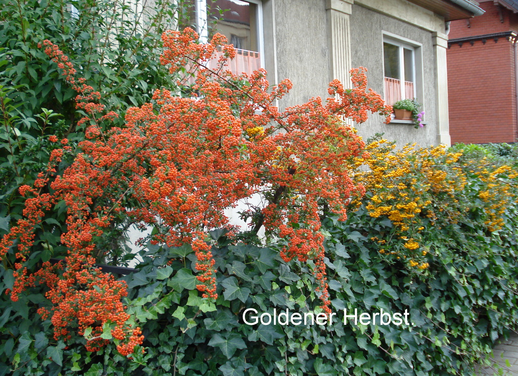 Goldener Herbst.